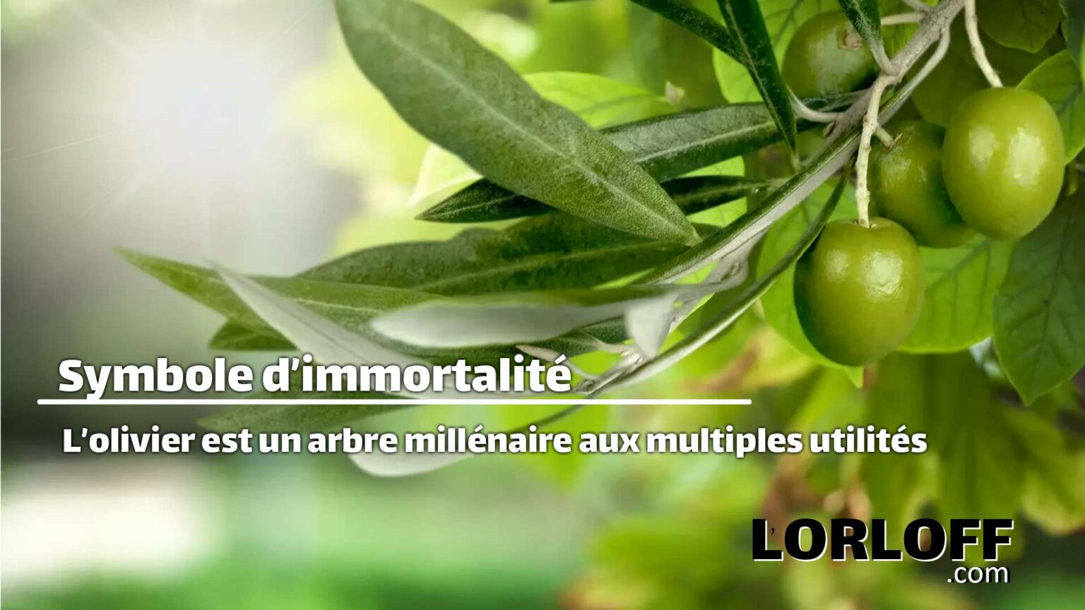 Symbole d’immortalité, l’olivier est un arbre millénaire aux multiples — free download